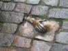 Amsterdam's old cobble stone streets...